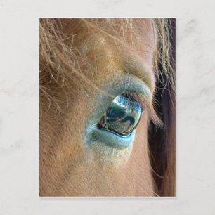 Horse Vision Postcard