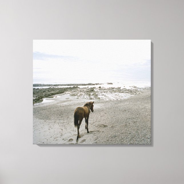 Horse walking on the beach canvas print (Front)