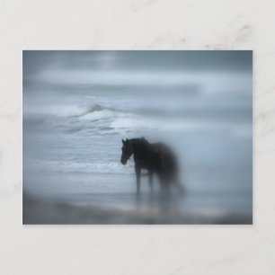 Horse walking the beach Newport Rhode Island Postcard