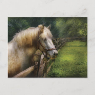 Horse - White Stallion Postcard