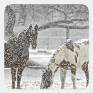 horse winter snow farm ranch animals snowy frozen square sticker