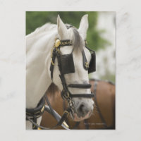 Horse with blinders