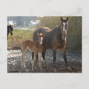Horse with foal postcard