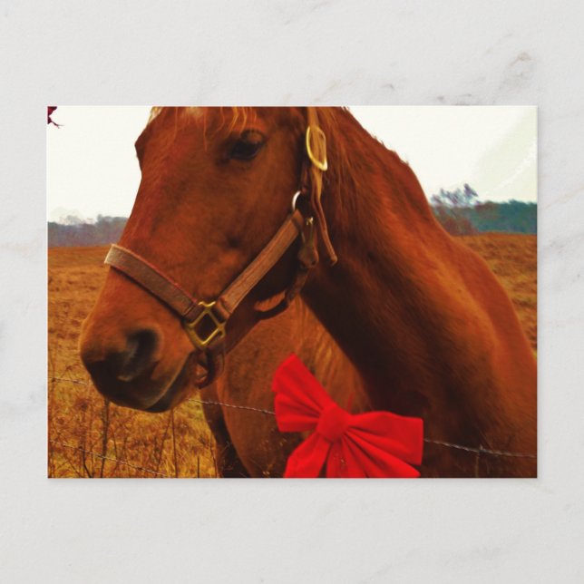 Horse with Red Bow Postcard (Front)