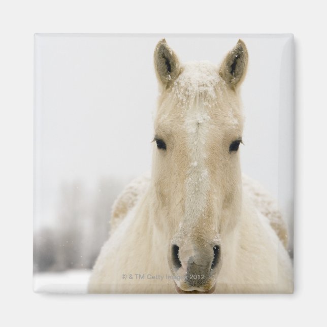 Horse with snow on head magnet (Front)