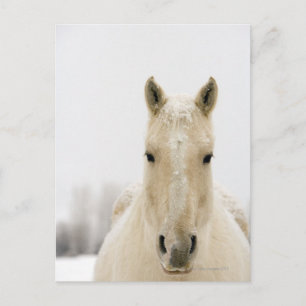 Horse with snow on head postcard
