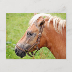 Horsehead 003 postcard