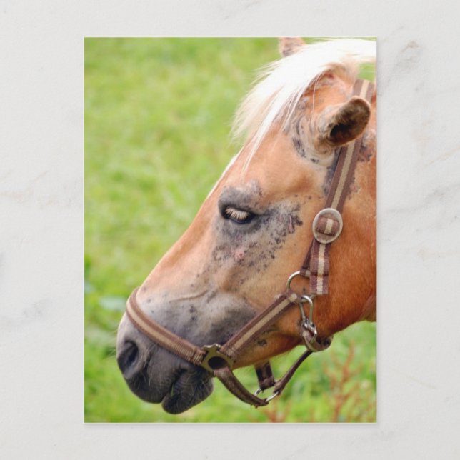 Horsehead 003 postcard (Front)