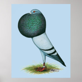 Horseman Pouter Pigeon Blue Poster