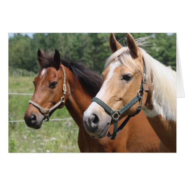 Horses (Front Horizontal)