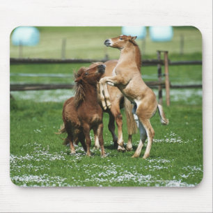 Horses 3 mouse pad