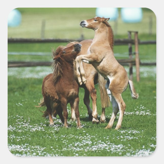 Horses 3 square sticker (Front)