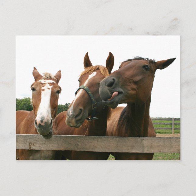 Horses acting silly postcard (Front)
