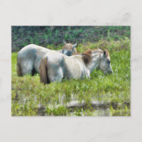 Horses Along the Amazon