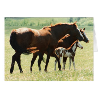Horses and Foal Picture