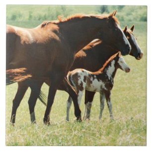 Horses and Foal Picture Tile