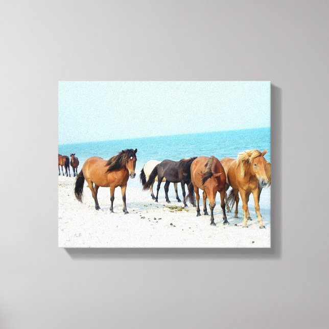 Horses Assateague National Sea Shore Maryland Canvas Print (Front)