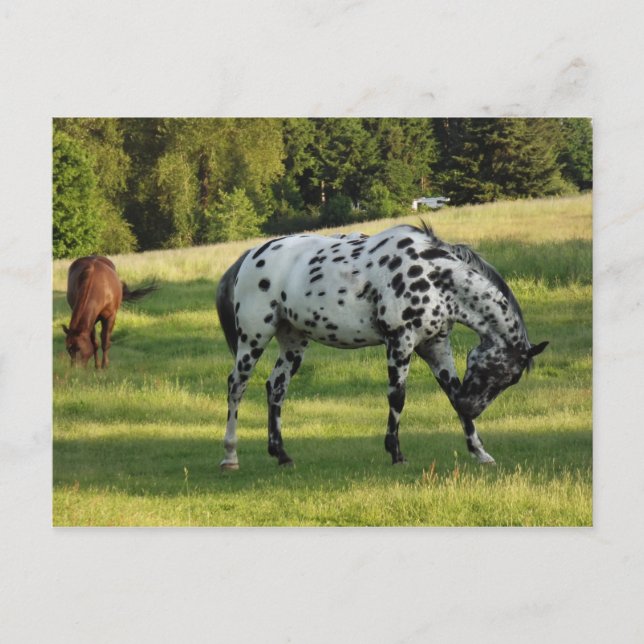 Horses at Evening Postcard (Front)