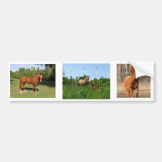 Horses - Beautiful Horses Bumper Sticker