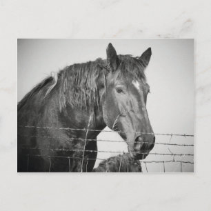 Horses Behind the Fence in Black and White Postcard