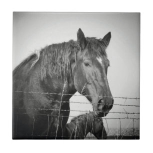 Horses Behind the Fence in Black and White Tile