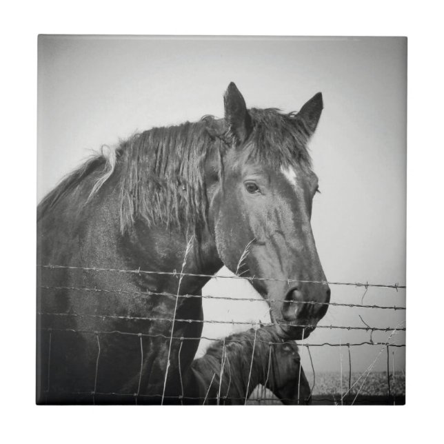 Horses Behind the Fence in Black and White Tile (Front)