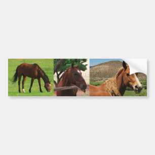 Horses Bumper Sticker