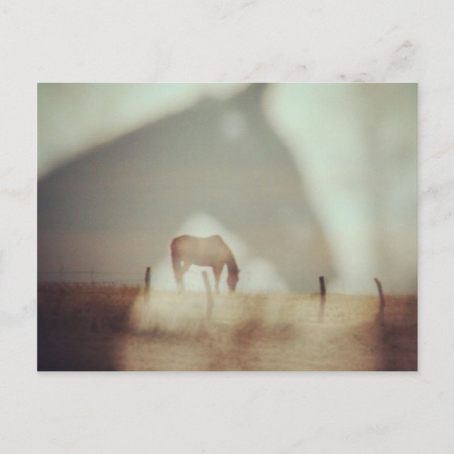 Horses by Angelandspot Postcard (Front)