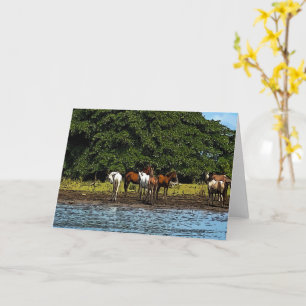 Horses by the water - Costa Rica Card