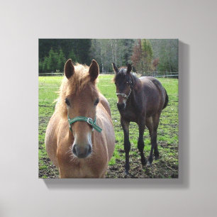 Horses canvas print