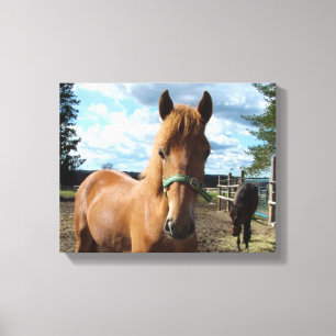Horses canvas print