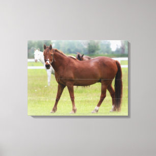 Horses/Canvas Wrap Canvas Print