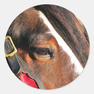 HORSES CLASSIC ROUND STICKER