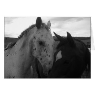 Horses - Colorado Beauties
