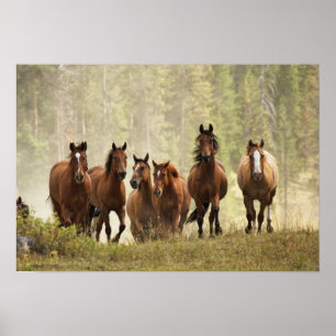 Horses cresting small hill during roundup, 2 poster