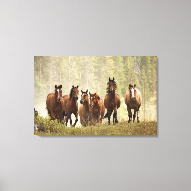 Horses cresting small hill during roundup canvas print (Front)