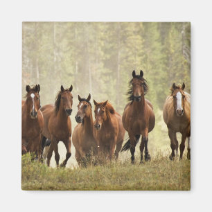 Horses cresting small hill during roundup magnet