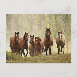Horses cresting small hill during roundup postcard