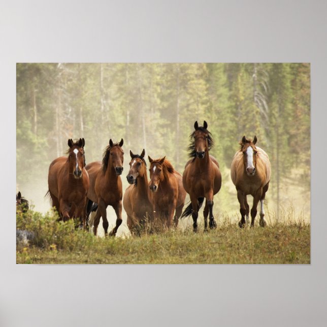 Horses cresting small hill during roundup poster (Front)