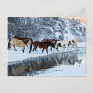 Horses Crossing the Creek Postcard