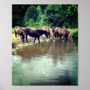 Horses Drinking from Pond Poster