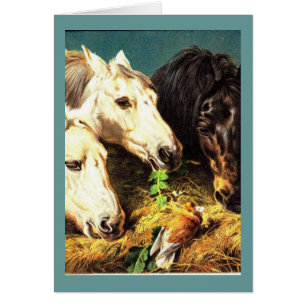 Horses eating hay