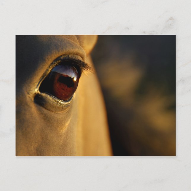 Horse's eye at sunset postcard (Front)
