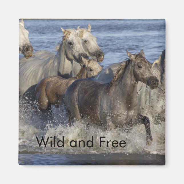 Horses galloping in the water magnet (Front)