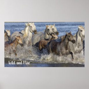 Horses galloping in the water poster
