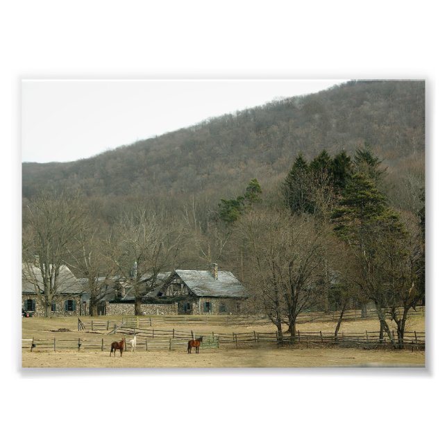 Horses Graze 7x5 Photographic Print (Front)