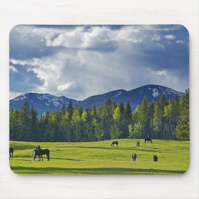 Horses graze in pasture near Whitefish, Mouse Pad (Front)