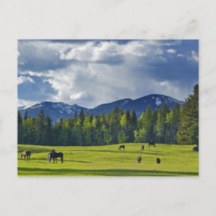 Horses graze in pasture near Whitefish, Postcard