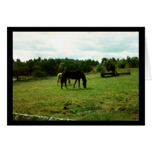 Horses Grazing