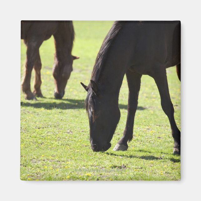 Horses grazing 2 magnet (Front)